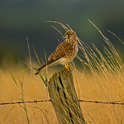 Kestrel perched on a post