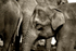 Asian Elephants