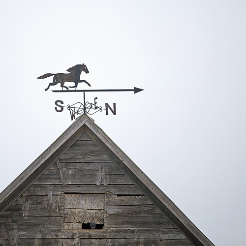 An antique weather vane atop an old barn points north as a sole pigeon looks onward.