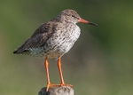 Redshank