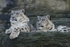 Snow Leopards