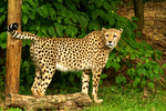 Azizi