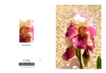 003 Bearded Iris