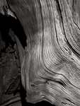 Weathered Oak