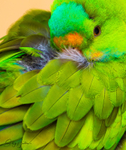 Green Parrot 1