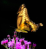 GIANT-SWALLOWTAIL