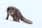 Arctic Fox pauses after chase, Hornstrandir, Iceland