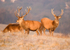 Red Deer Stags