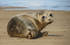 Young Seal