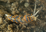 Trinchesia cuanensis