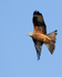 Red Kite