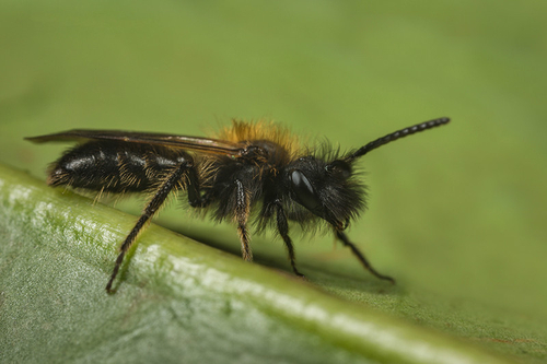[i]Andrena bicolor[/i] male. Staffordshire garden, March 2016.