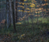 WILSON TRACT, NOVEMBER - NORFOLK COUNTY