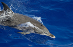 Atlantic spotted dolphin, Madeira, Portugal