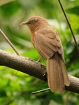 Rufous Babbler (Chatterer) portfolio