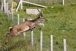 With One Bound He Was Free