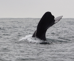 Sperm Whale dives showing flukes, Kaikoura, New Zealand