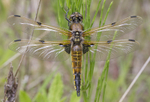 Four spot chaser Dragonfly