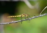 Ruddy Darter