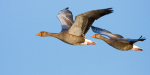 Two Greylags in Flight