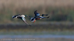 Waterfowl portfolio