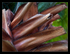 Cut Fronds
