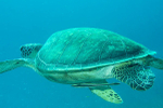Green Turtle