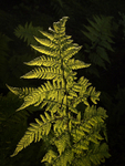 Dryopteris, Moel y Ci