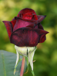Rose H.T. 