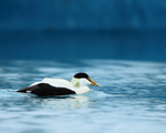 Eider, blue glacial water, Jokulsarlon, Iceland