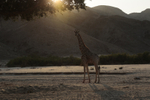 Giraffe Enjoying the Morning Rays