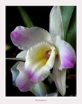 Dendrobium nobile hybr. 4
