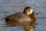 Female  Pochard