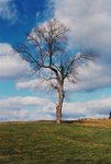 TheTree2007Layer12