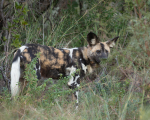 safari-399