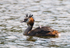 Great Crested Grebe