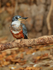 Ringed Kingfisher (female), early morning, Corixo Negro, Brazil