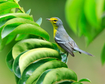 St. Lucia Warbler portfolio