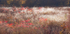 Autumn Meadow Backlit