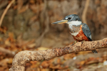 Ringed Kingfisher perched, Corixo Negro, Mato Grosso, Brazil