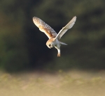 Barn Owl