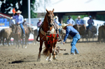 3HRodeo8-11-25_PRCASteer_01209_