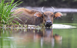 Forest buffalo