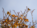 Redwing