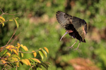 Glossy Ibis landing wings forward, Wakodahatchee Wetlands, Florida