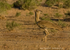 Kori bustard
