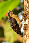 Black-cheeked Woodpecker (female), Arenal, Costa Rica