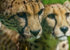 Big Cats-6