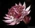 Astrantia
