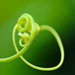 Honeysuckle